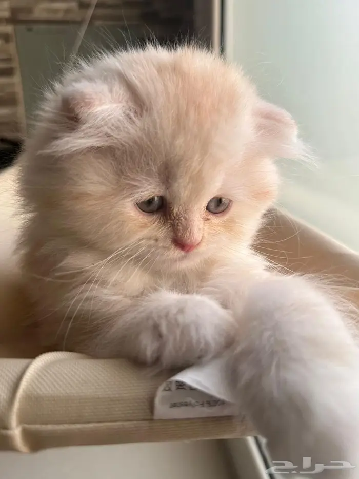 قط سكوتش فولد شيرازي اورنج لونق هير توب التوب 3