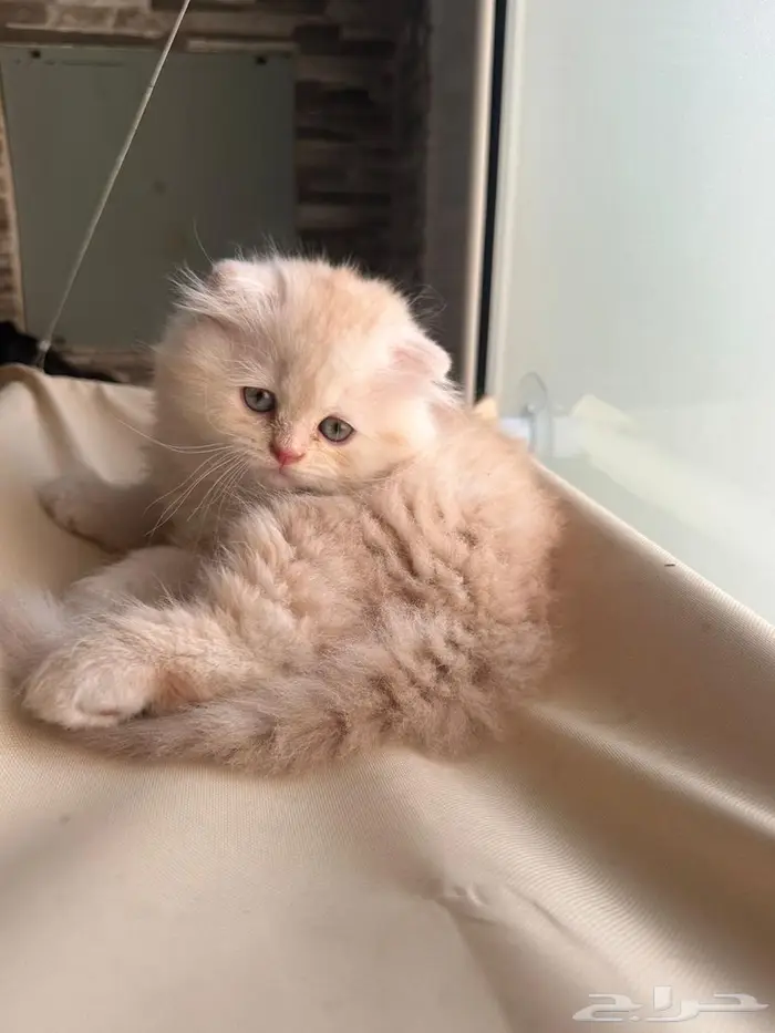 قط سكوتش فولد شيرازي اورنج لونق هير توب التوب 7