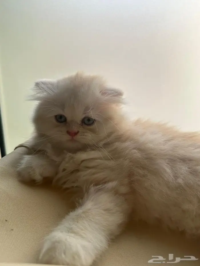 قط سكوتش فولد شيرازي اورنج لونق هير توب التوب 8