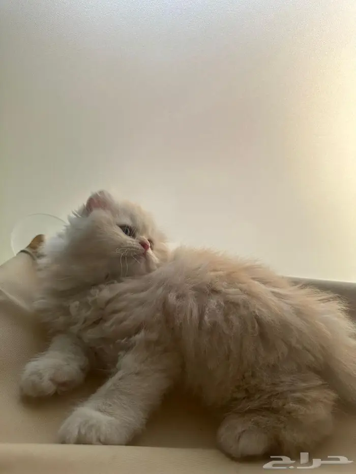 قط سكوتش فولد شيرازي اورنج لونق هير توب التوب 11