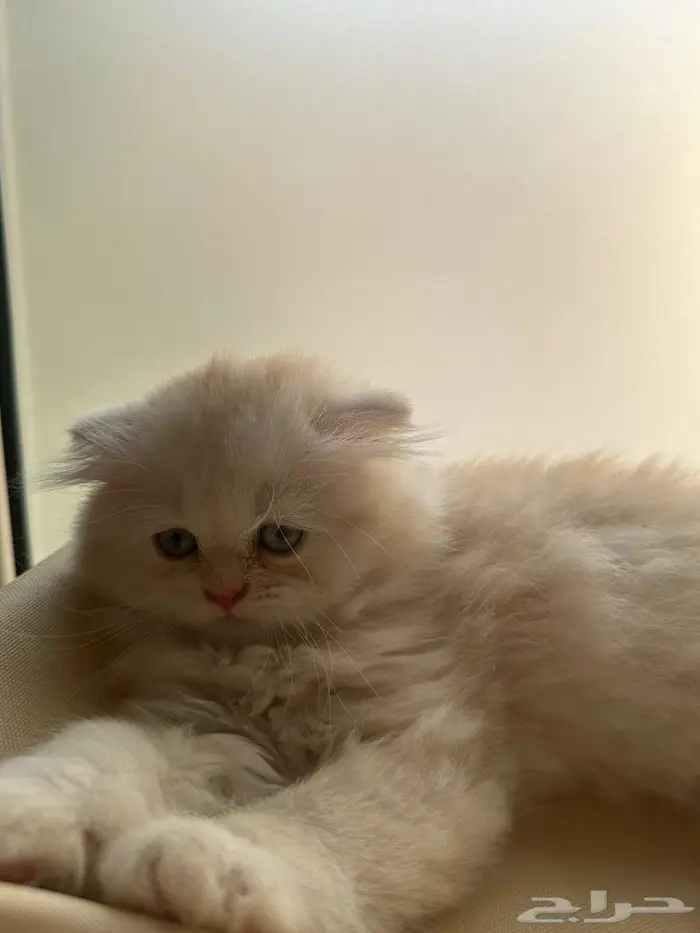 قط سكوتش فولد شيرازي اورنج لونق هير توب التوب 9