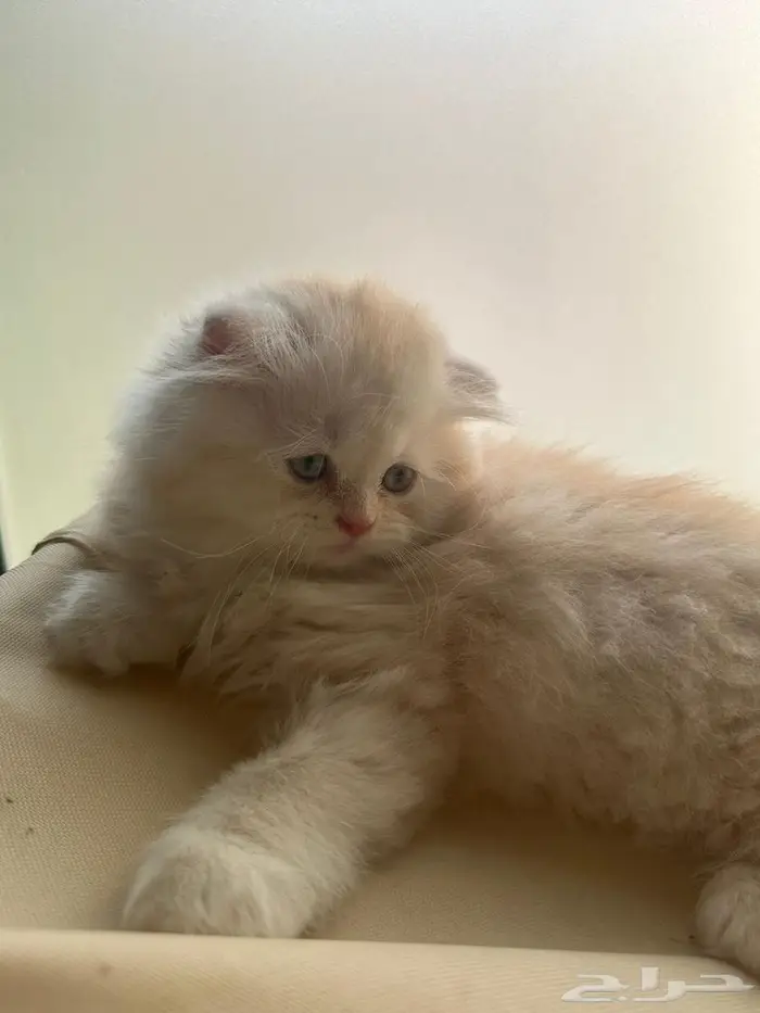 قط سكوتش فولد شيرازي اورنج لونق هير توب التوب 12