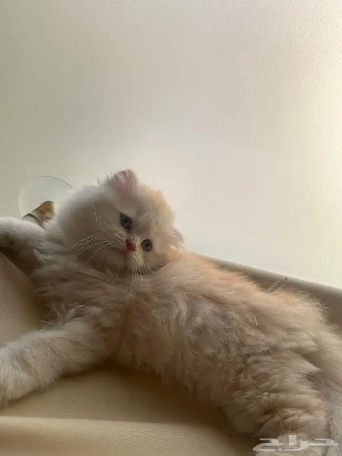 قط سكوتش فولد شيرازي اورنج لونق هير توب التوب 5