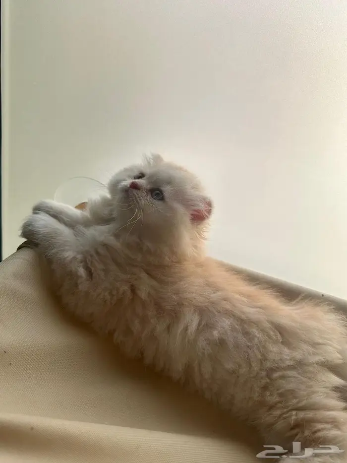 قط سكوتش فولد شيرازي اورنج لونق هير توب التوب 0