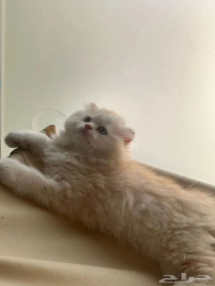 قط سكوتش فولد شيرازي اورنج لونق هير توب التوب 4