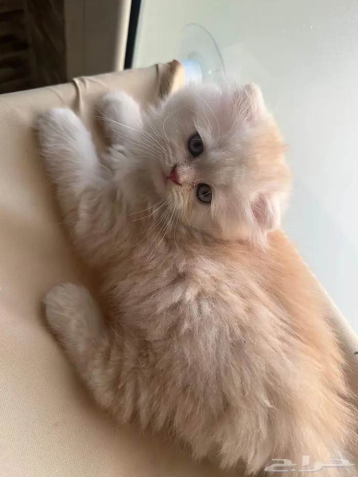 قط سكوتش فولد شيرازي اورنج لونق هير توب التوب 14