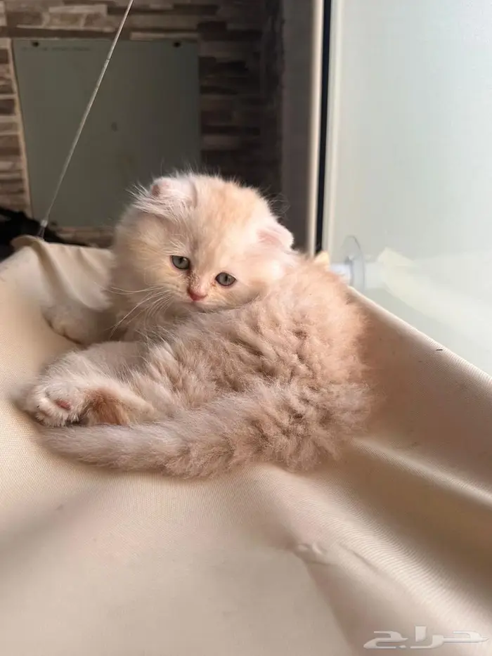 قط سكوتش فولد شيرازي اورنج لونق هير توب التوب 15