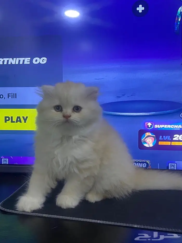 قط سكوتش فولد شيرازي اورنج لونق هير توب التوب 16