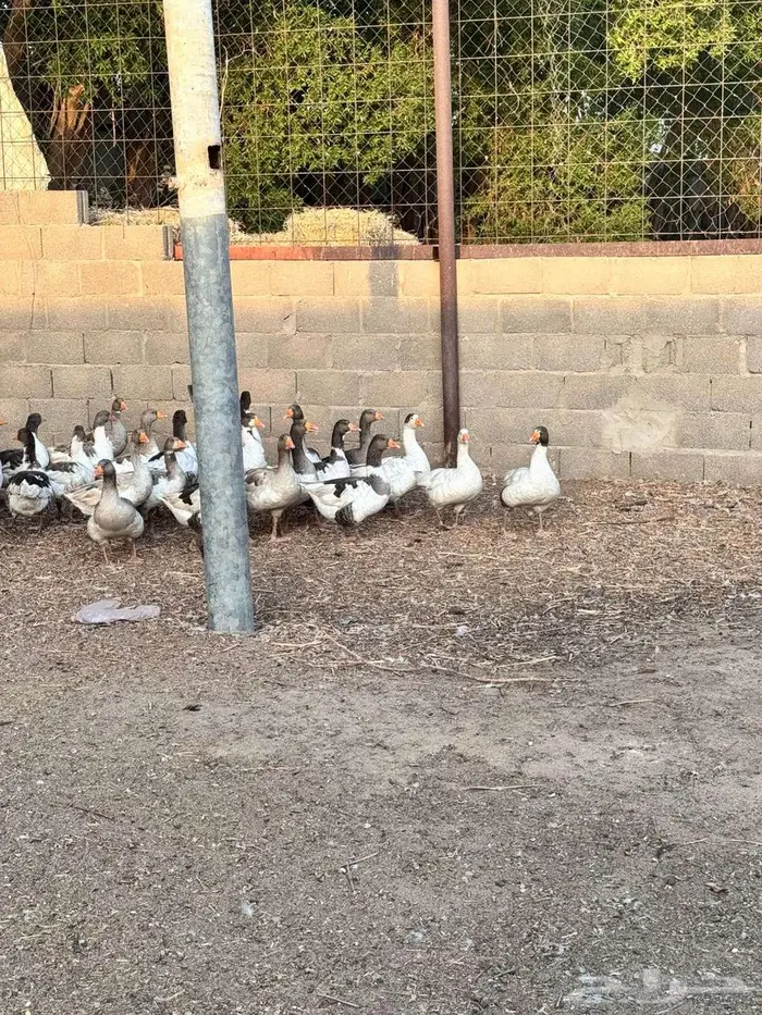 وز بلدي 37 ملون 0