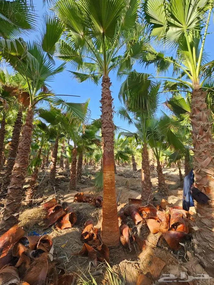نخل واشنطني زينه واشنطونيا 3