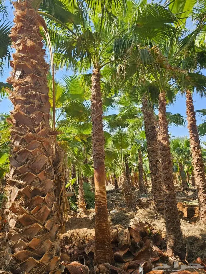 نخل واشنطني 7