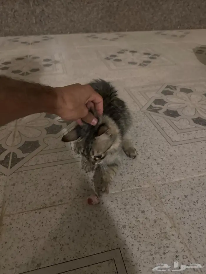 قطة شارع ل التربيه 0