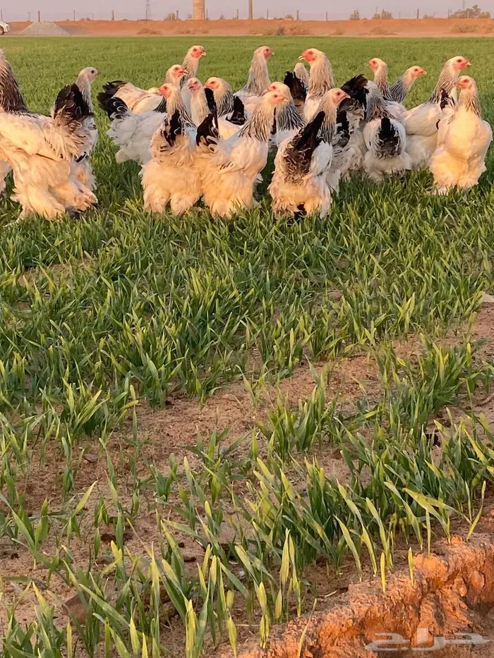 دجاج براهما كولمبي صافي 2