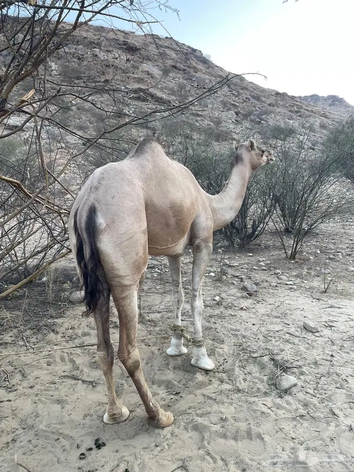 ناقة سديس للبيع مشروطة 0