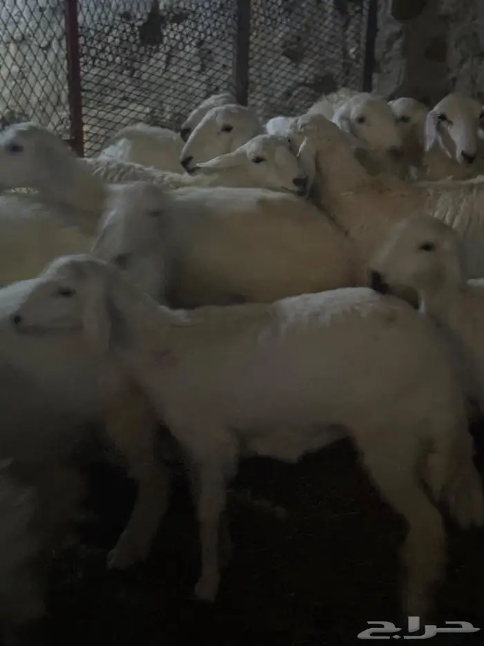 رخال العدد 35 0