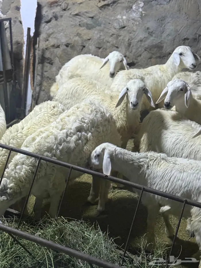 رخال العدد 35 3