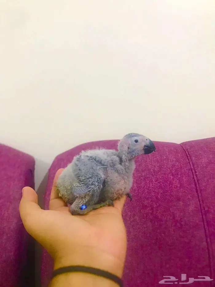 فروخ كاسكوات غر(تم البييع) 1