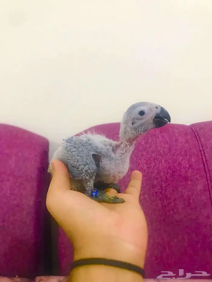 فروخ كاسكوات غر(تم البييع) 2