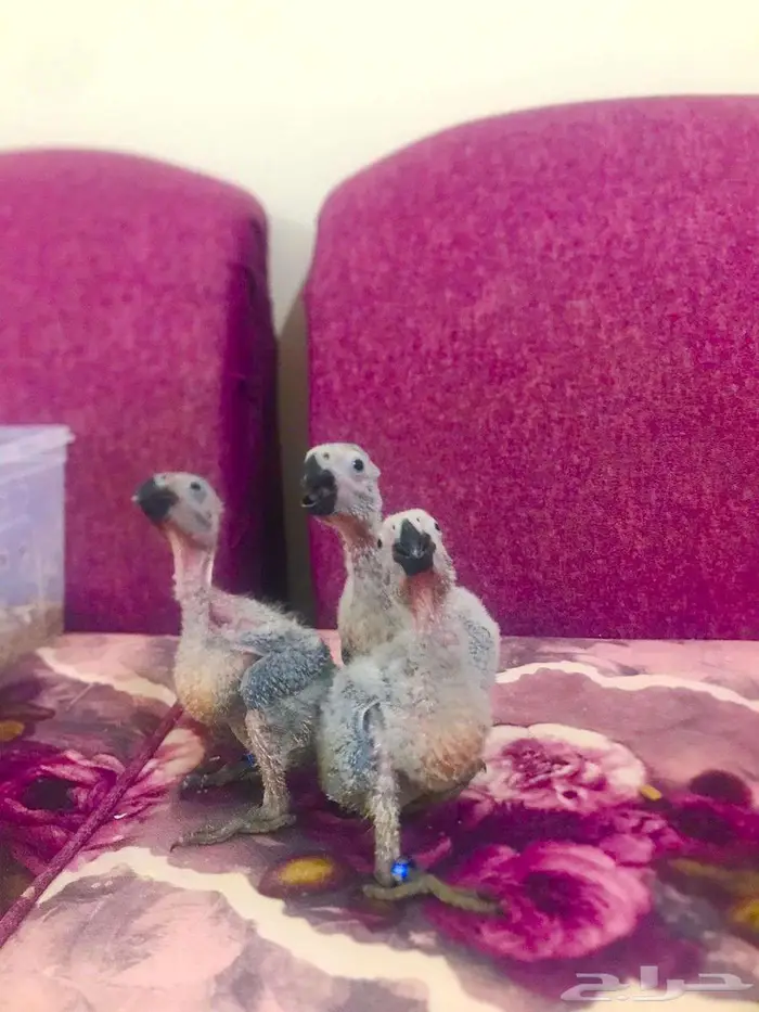 فروخ كاسكوات غر(تم البييع) 9