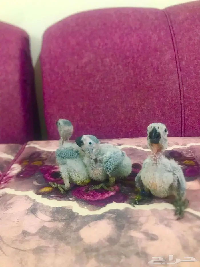 فروخ كاسكوات غر(تم البييع) 15