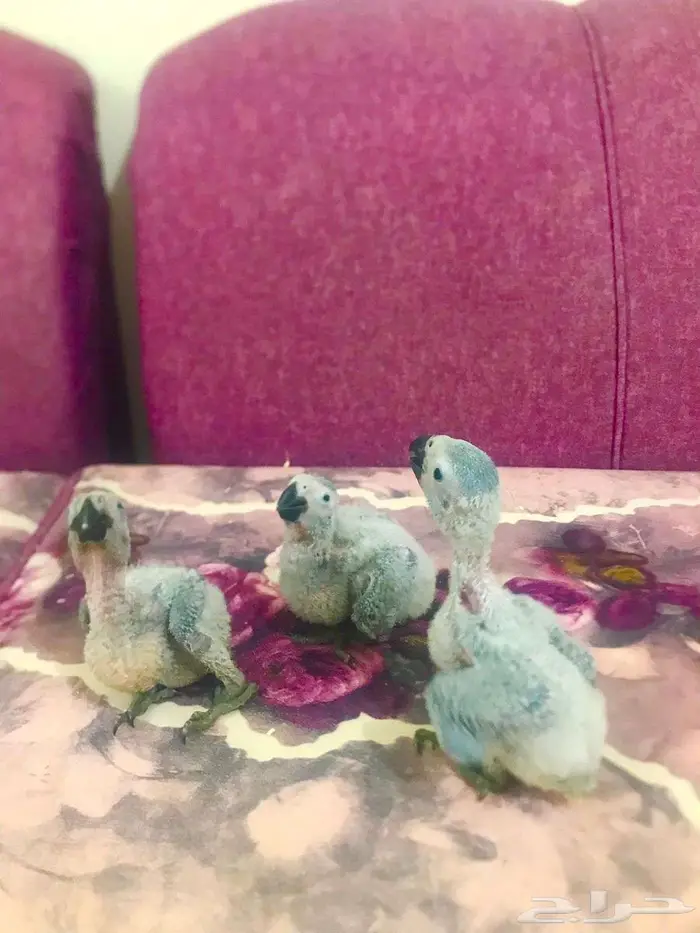 فروخ كاسكوات غر(تم البييع) 8