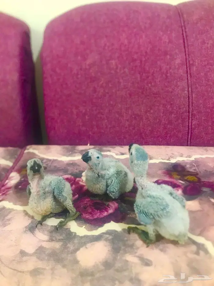 فروخ كاسكوات غر(تم البييع) 12