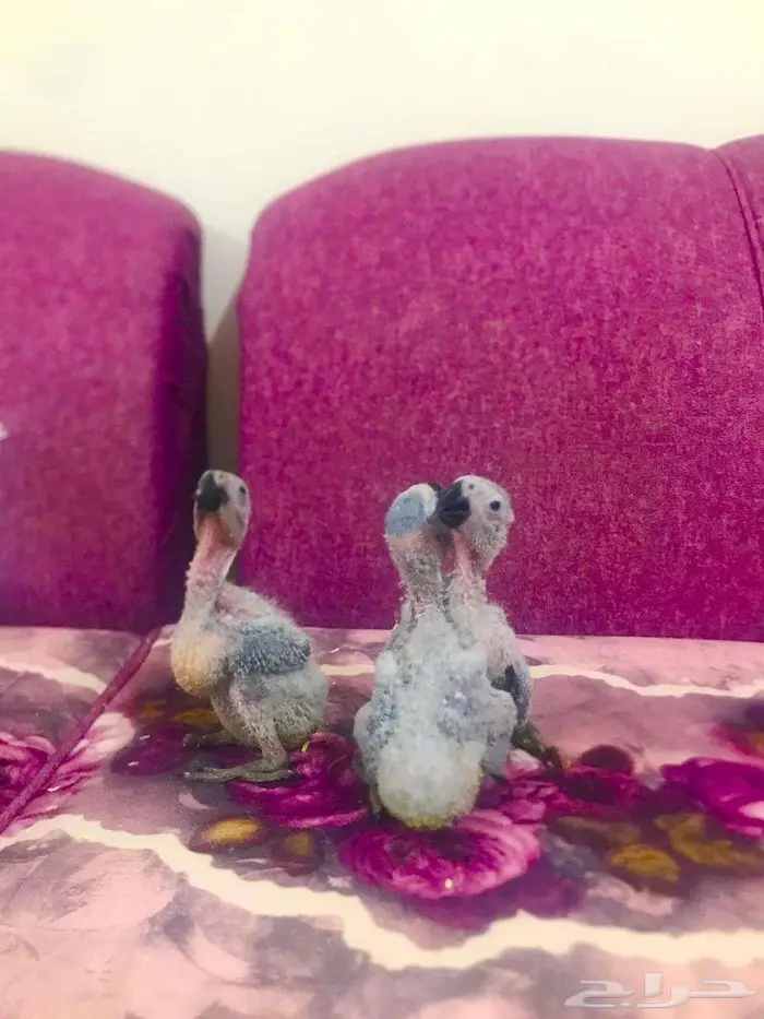 فروخ كاسكوات غر(تم البييع) 10