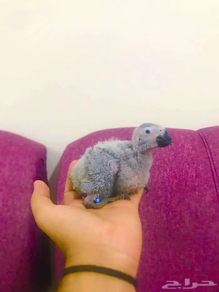 فروخ كاسكوات غر(تم البييع) 6