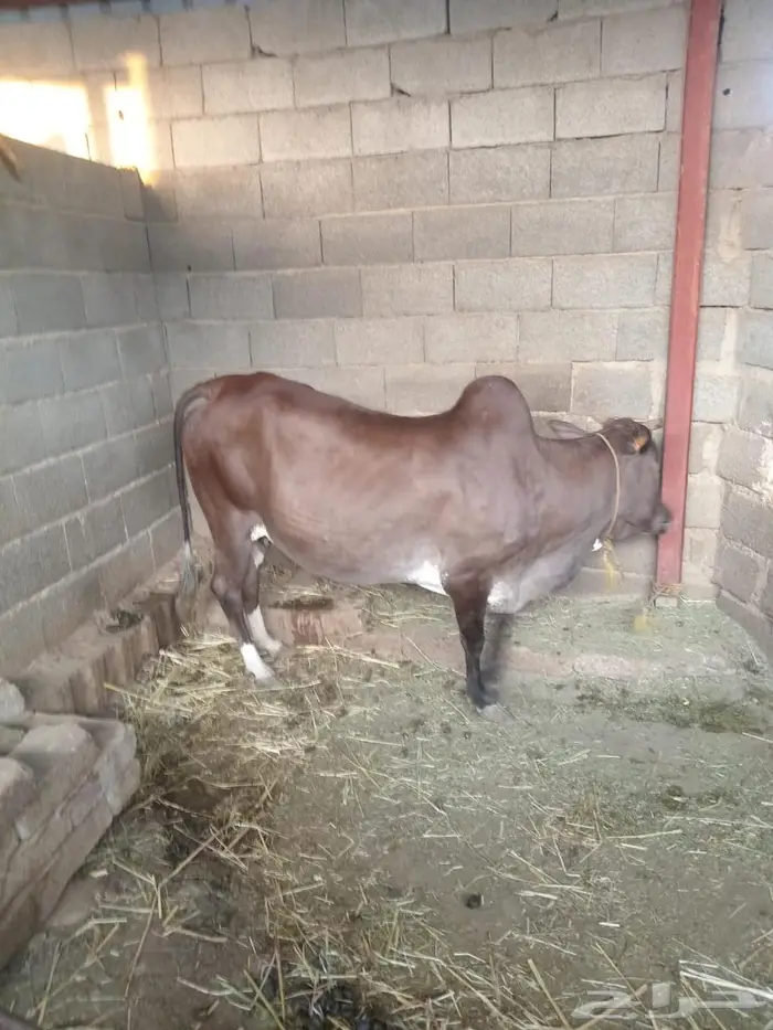 بقره 0