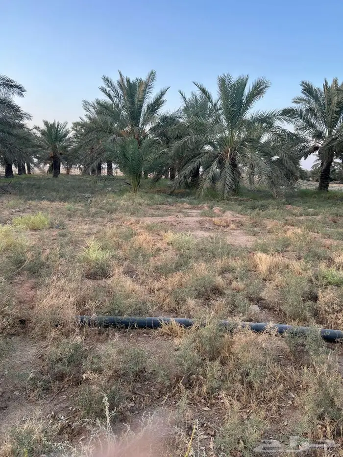 للبيع نخيل 0