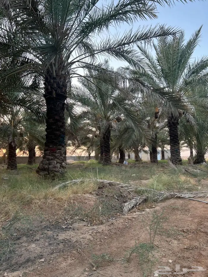 للبيع نخيل 1