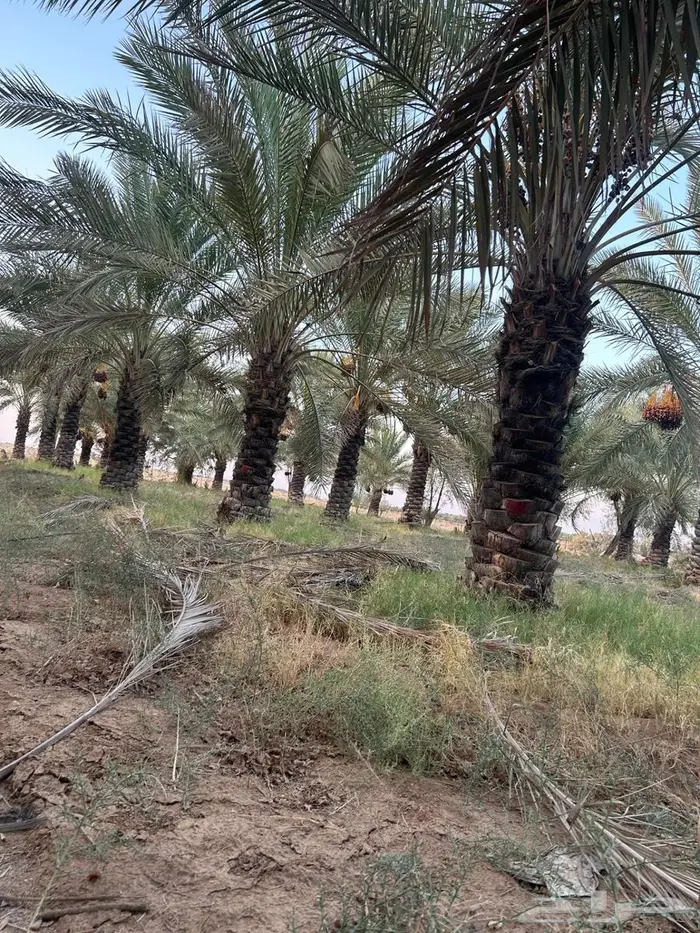 للبيع نخيل 2