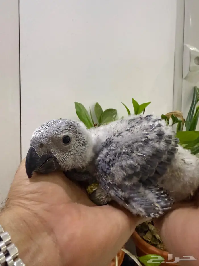 فرخ كاسكو بعمر شهر وشوي انتاج محلي 0