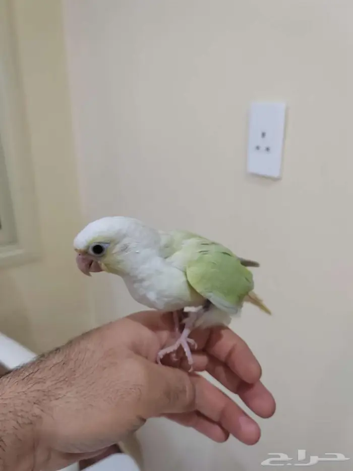 كنيور مون شيك هدد داخلي 3