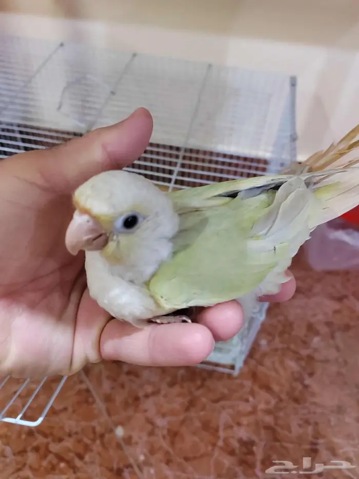 كنيور مون شيك هدد داخلي 2