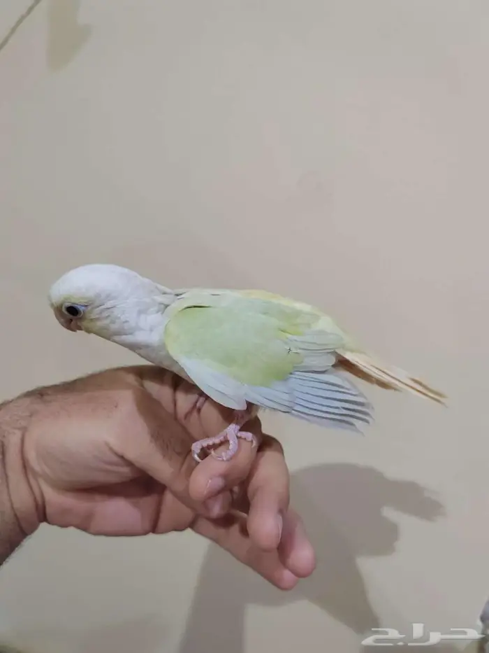 كنيور مون شيك هدد داخلي 5