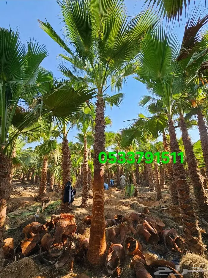 نخل واشنطني زينه واشنطونيا 0