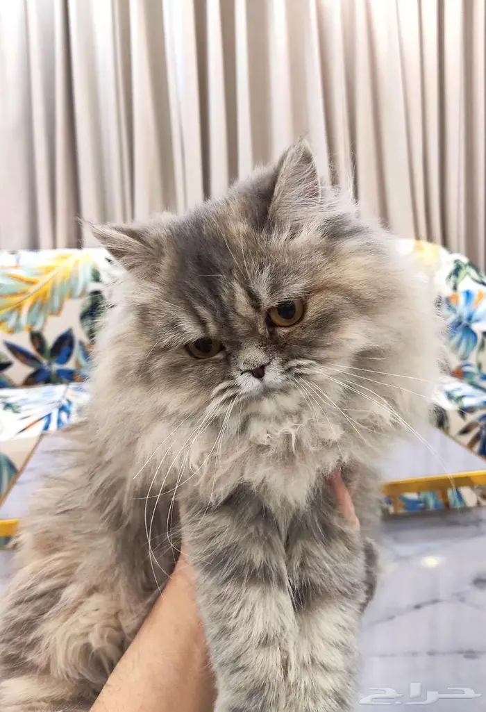 قطتين أليفات للبيع 3