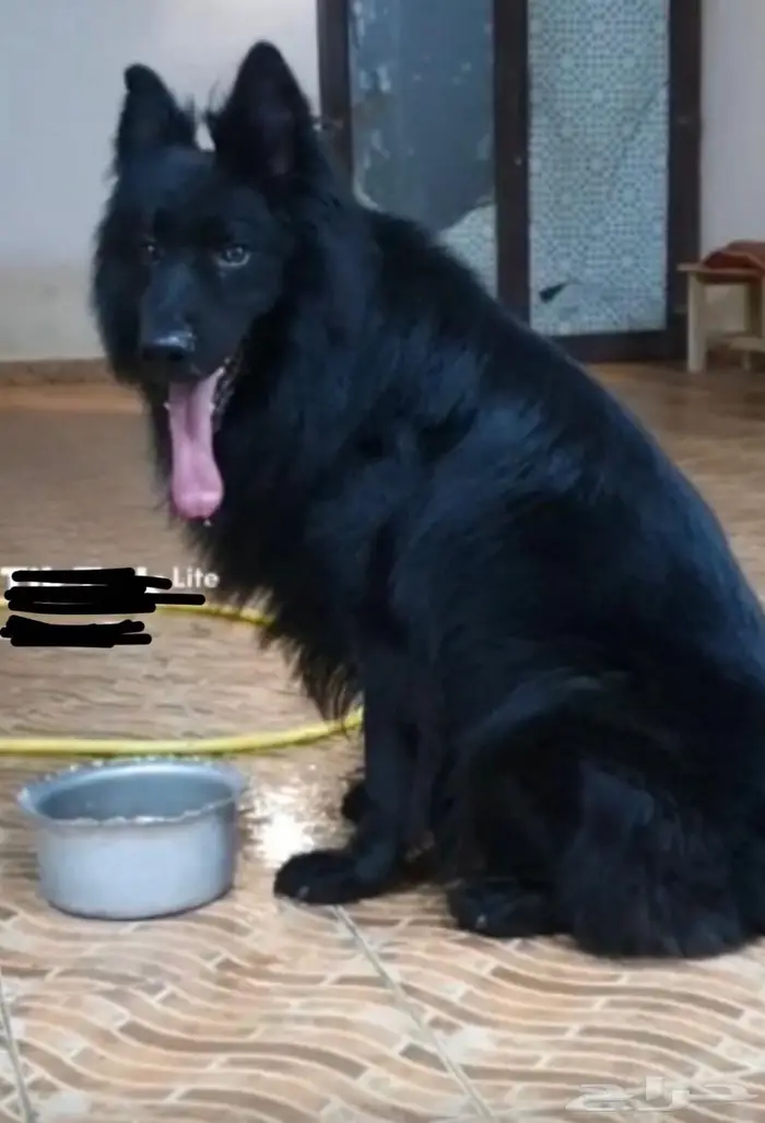 نوع جيرمن 0
