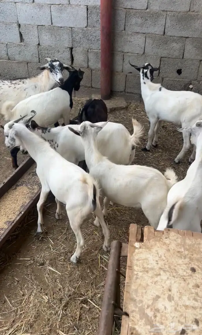 تيوس بلدية مشروطة 1