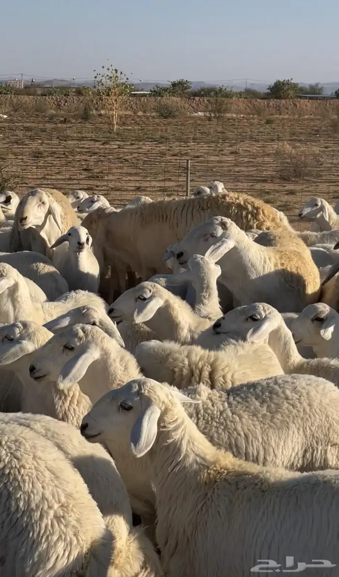 للبيع رخال حريه مضربات على فحول فاخره 0