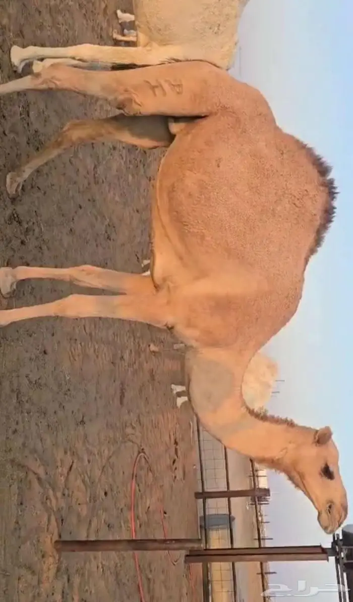 إبل 0