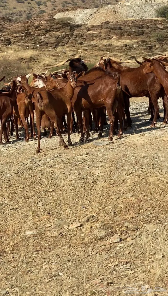 معزاء دهم للبيع 3