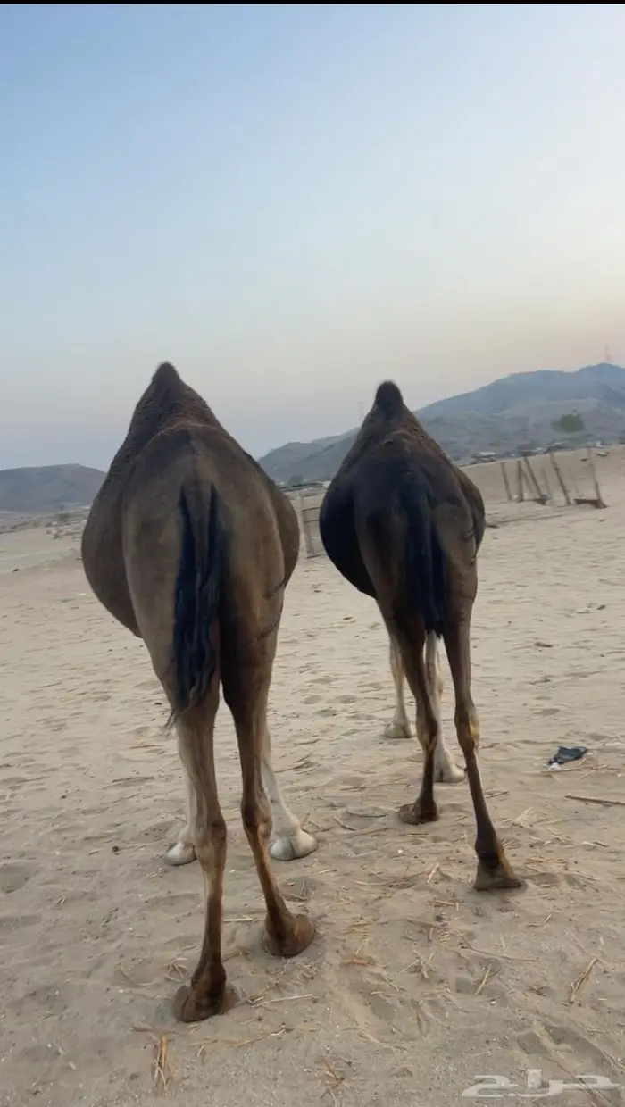 ناقتين ساحليات ملاقيات وسم واحد 7