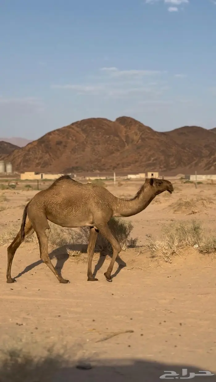 بكره صفراء كفو ساس 0