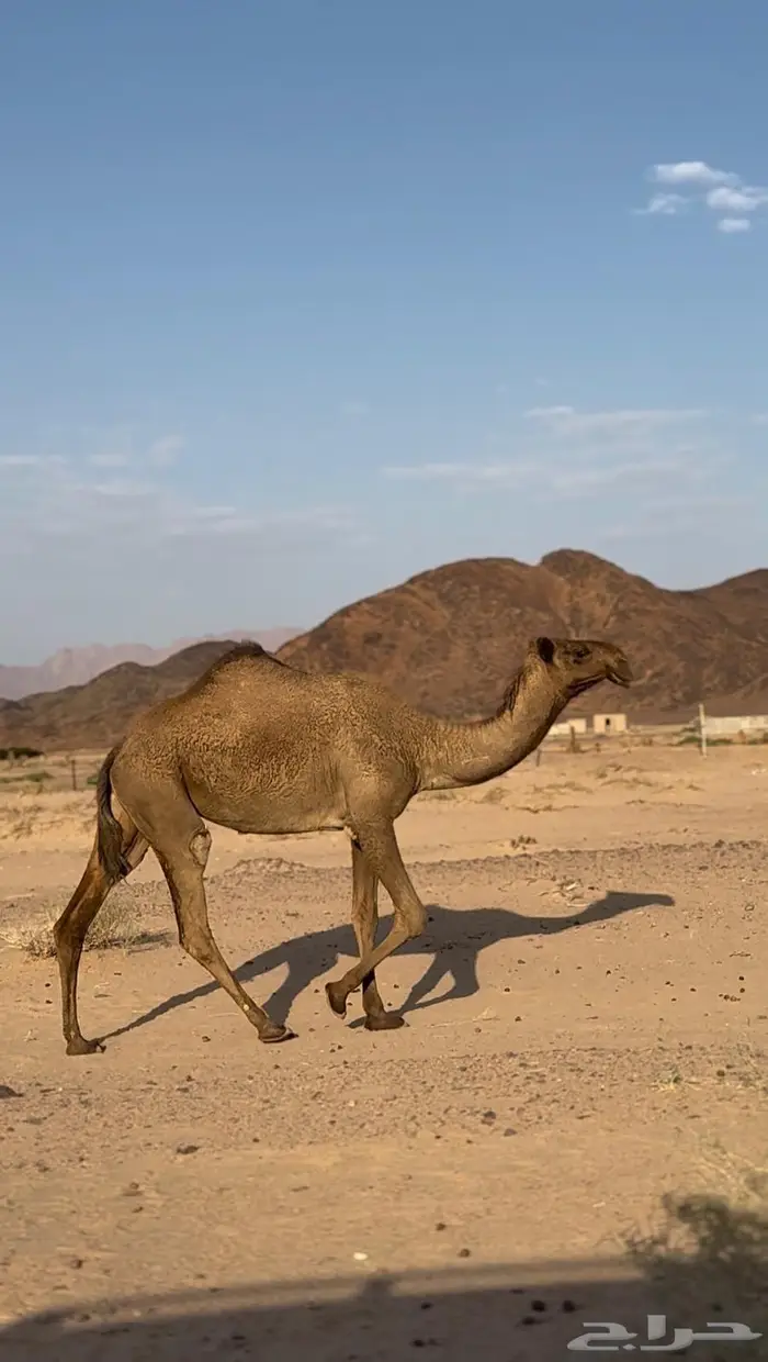 بكره صفراء كفو ساس 1