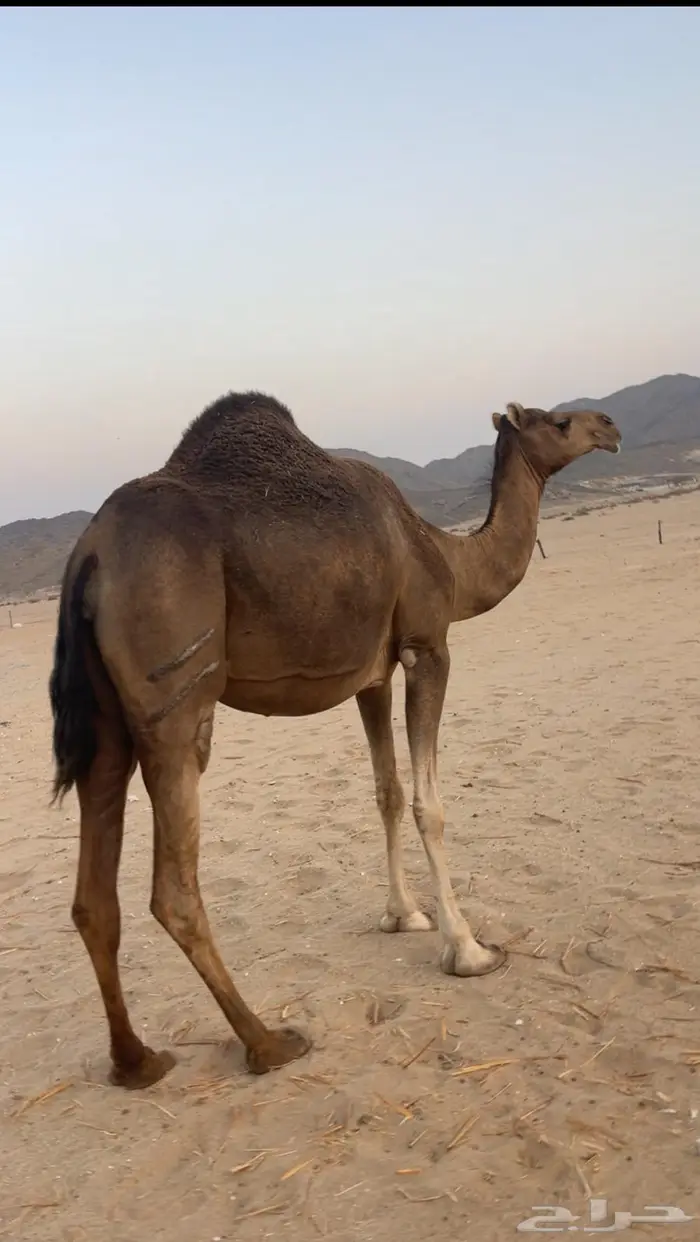 ناقتين ساحليات ملاقيات وسم واحد 6