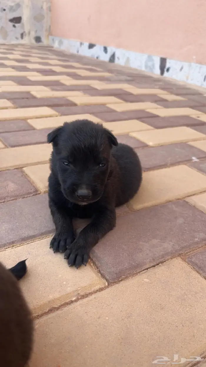 مالينوا ( للتلقيح ) 3