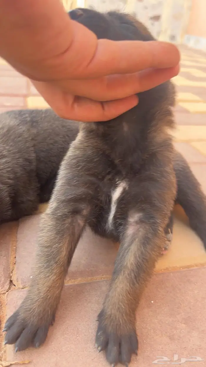 مالينوا ( للتلقيح ) 4