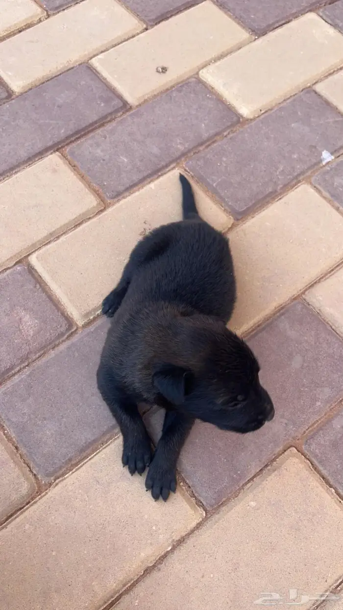 مالينوا ( للتلقيح ) 7